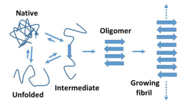 Proteins becoming fibrils. Source: https://www.intechopen.com/chapters/64516