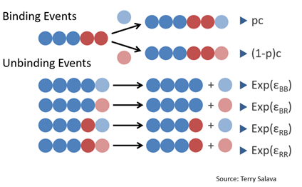 Each fibril can undergo three possible events: binding blue, binding red, or the last monomer popping off. Each fibril can undergo three possible events: binding blue, binding red, or the last monomer popping off.