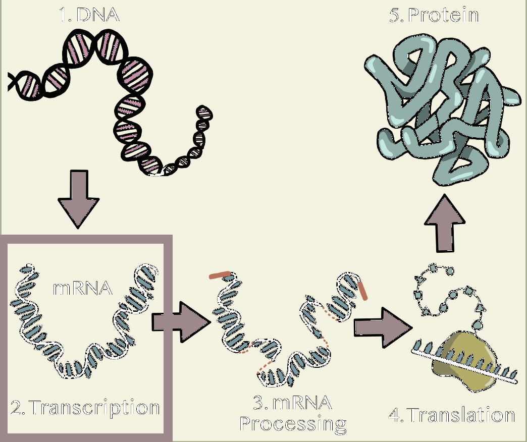 Simplified depiction of protein synthesis where transcription takes place.