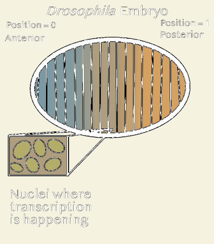 Legend for Figure 6 designating each line within an individual graph to be a different spacial position within the embryo where the gene is located.